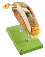 Modell eines Weizenkorns als Beispiel für eine Karyopse Modell eines Weizenkorns als Beispiel für eine Karyopse