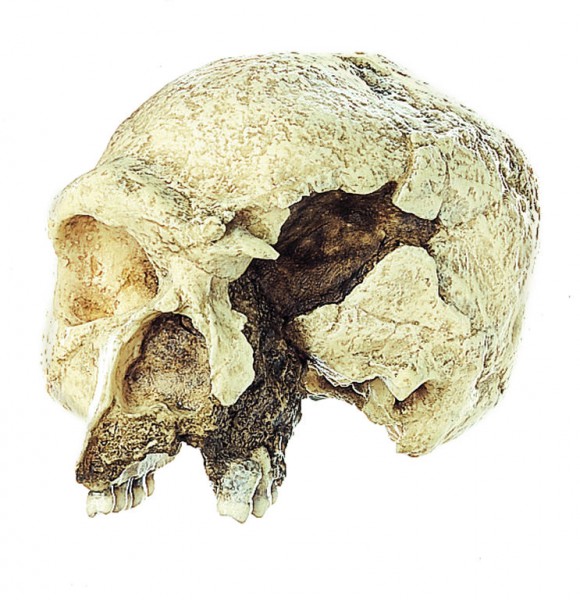 Schädelrekonstruktion von Homo heidelbergensis