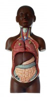 Jünglingskleintorso mit Kopf Jünglingskleintorso mit Kopf