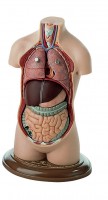 Jünglingskleintorso ohne Kopf Jünglingskleintorso ohne Kopf