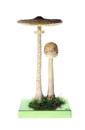 Riesenschirmling, Parasol