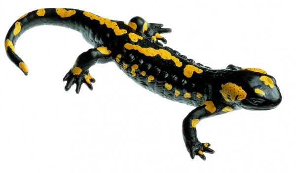 Gefleckter Feuersalamander, Männchen