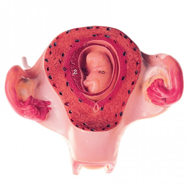 Uterus mit Embryo im 2. Monat