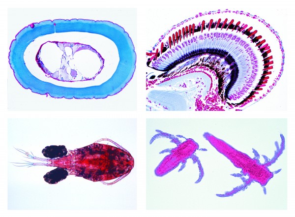 Krebstiere (Crustacea),10 Mikropräparate