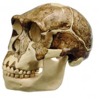 Schädelrekonstruktion von Homo ergaster (KNM-ER 3733) Schädelrekonstruktion von Homo ergaster (KNM-ER 3733)