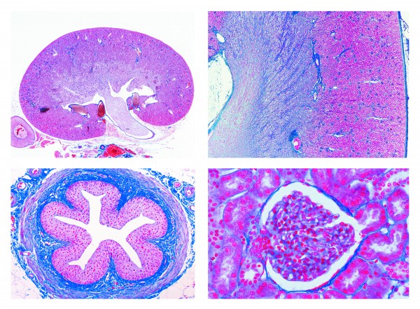 Histologie. Ausscheidungsorgane, 6 Mikropräparate