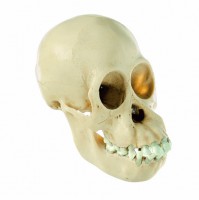 Orang-Utan-Schädel, jugendlich Orang-Utan-Schädel, jugendlich