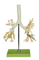 Bronchialbaum Bronchialbaum