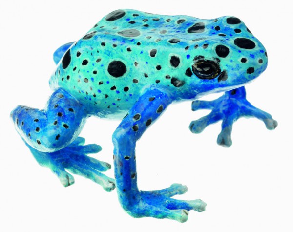 Blauer Pfeilgiftfrosch, Dendrobates Tinctorius "Azureus"