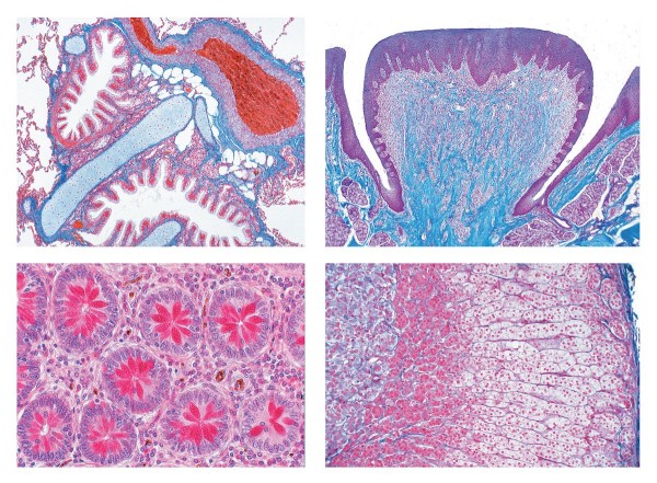 Histologie des Menschen