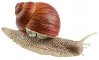 Weinbergschnecke Weinbergschnecke