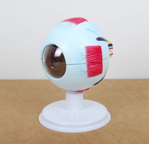 Modell eines Augapfels