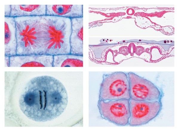 Serie V. Genetik, Fortpflanzung und Entwicklung, 19 Mikropräparate