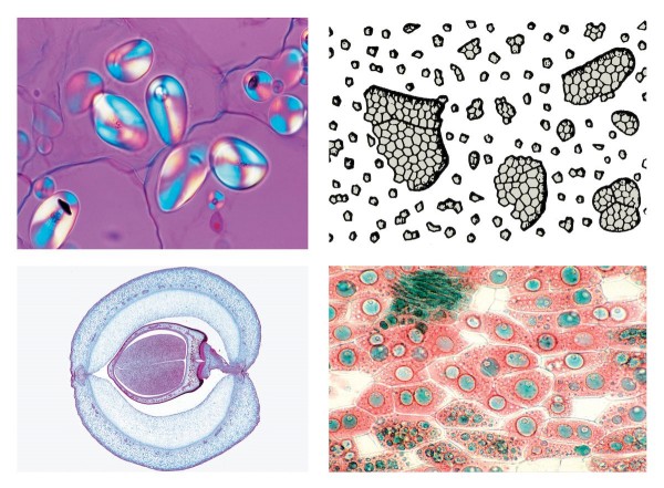 Normale Histologie des Menschen I, Große Serie Teil I, 50 Mikropräparate