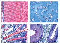 Histologie der Säugetiere (Mammalia), Grundserie, 25 Mikropräparate Histologie der Säugetiere (Mammalia), Grundserie, 25 Mikropräparate