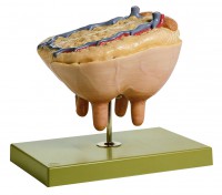 Kuheuter Kuheuter