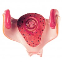 Uterus mit Embryo im 1. Monat Uterus mit Embryo im 1. Monat