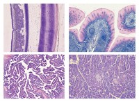 Histologie Mikropräparate Histologie Mikropräparate