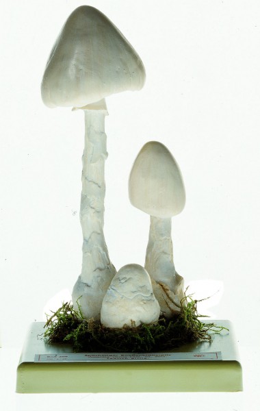Weißer spitzhütiger Knollenblätterpilz