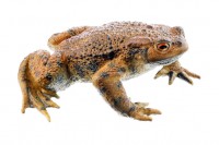 Erdkröte, Männchen Erdkröte, Männchen