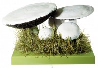 Wiesenchampignon, Feldegerling Wiesenchampignon, Feldegerling