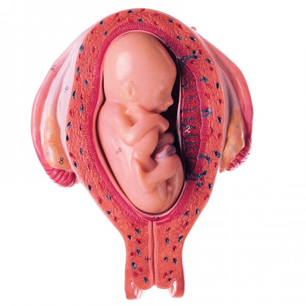 Uterus mit Fetus im 5. Monat