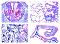 Histologie. Atmungsorgane, 6 Mikropräparate Histologie. Atmungsorgane, 6 Mikropräparate