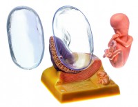 Menschlicher Embryo im 3. Monat Menschlicher Embryo im 3. Monat