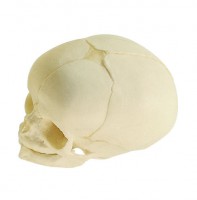 Künstlicher Fetus-Schädel Künstlicher Fetus-Schädel