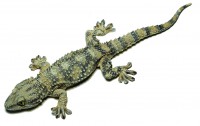 Mauergecko Mauergecko