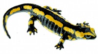 Gebänderter Feuersalamander, Weibchen Gebänderter Feuersalamander, Weibchen