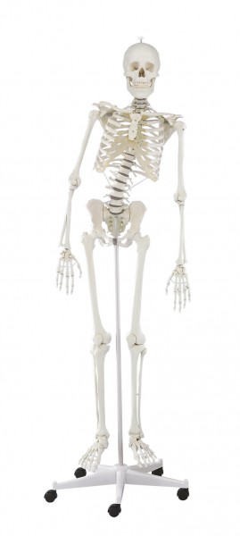 Skelett mit flexibler Wirbelsäule