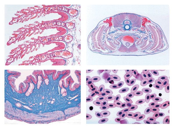 Histologie der Wirbeltiere (Vertebrata) ausschließlich Säuger, 25 Mikropräparate