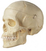 Künstlicher Homo-Schädel, weiblich Künstlicher Homo-Schädel, weiblich