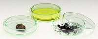 Petrischale aus Glas Petrischale aus Glas