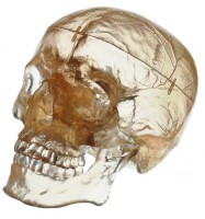 Künstlicher Homo-Schädel, transparent Künstlicher Homo-Schädel, transparent