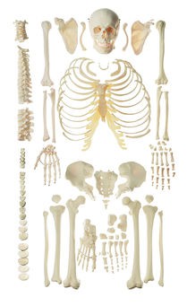 Unmontiertes Homo-Skelett, männlich