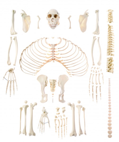 Künstliches Schimpansenskelett