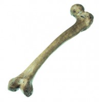 Oberschenkel-Rekonstruktion von Homo neanderthalensis Oberschenkel-Rekonstruktion von Homo neanderthalensis