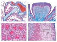 Histologie des Menschen Histologie des Menschen