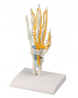 Handmodell Handmodell