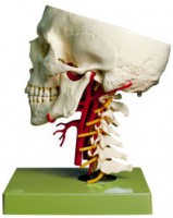 Schädelbasis mit Arterien Schädelbasis mit Arterien