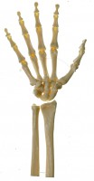 Handskelett (bewegliche Gelenke) Handskelett (bewegliche Gelenke)