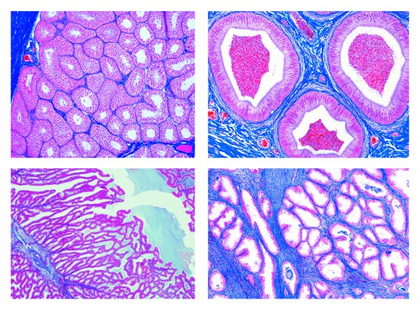 Histologie. Männliche Geschlechtsorgane, 7 Mikropräparate