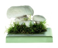 Stadtchampignon Stadtchampignon