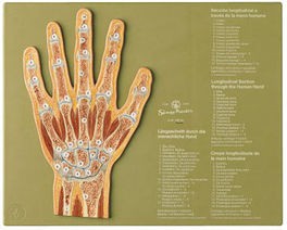 Gelenkschnitt Hand