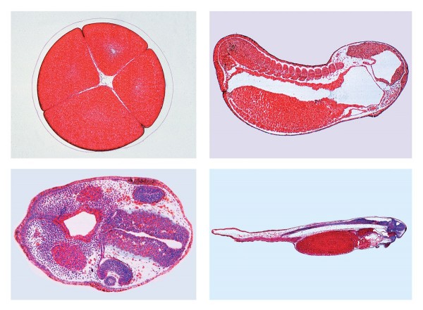 Entwicklung des Froschembryos (Rana sp.), 10 Mikropräparate