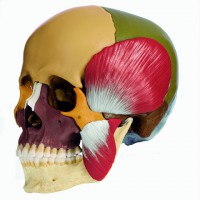 14teiliges Schädelmodell mit Kaumuskulatur 14teiliges Schädelmodell mit Kaumuskulatur